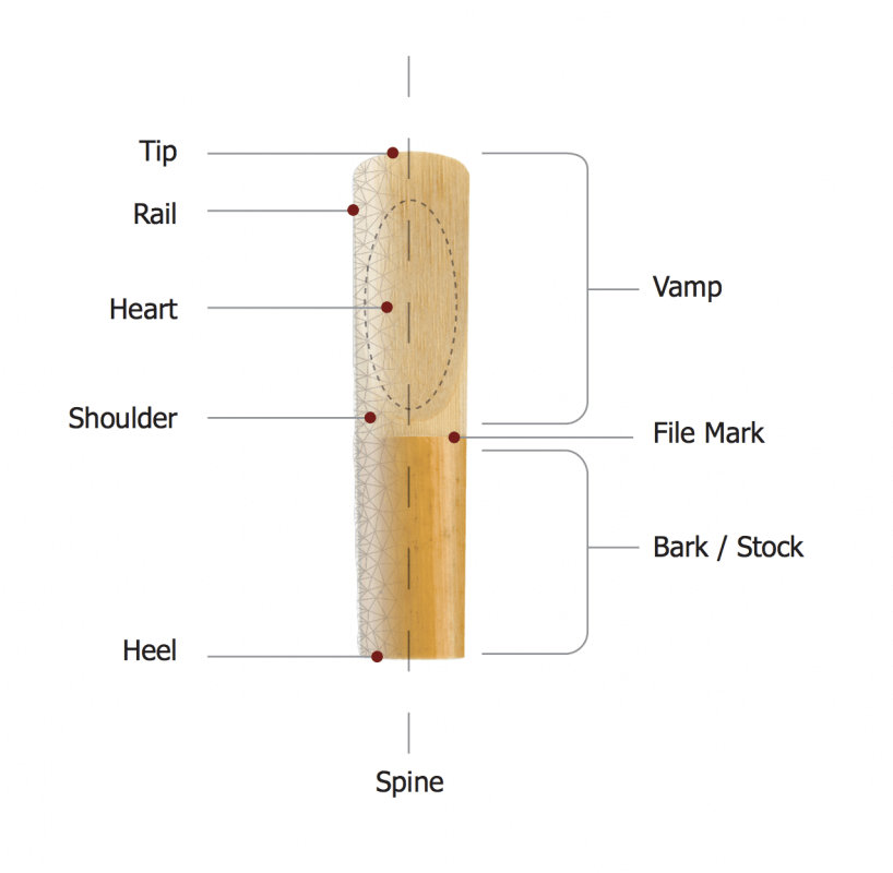 Reed Anatomy Diagram